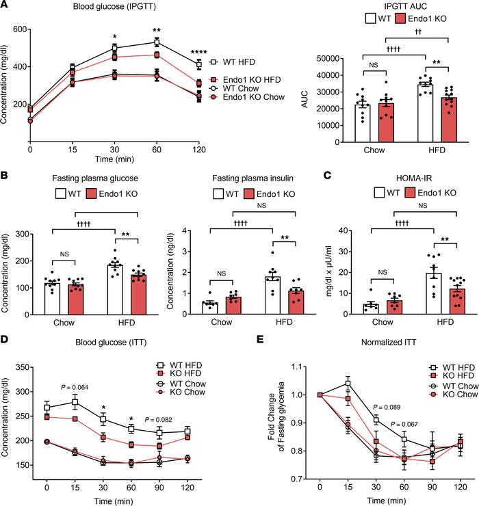 Absence of Endo1 correlates with improved glucose homeostasis in obese m...