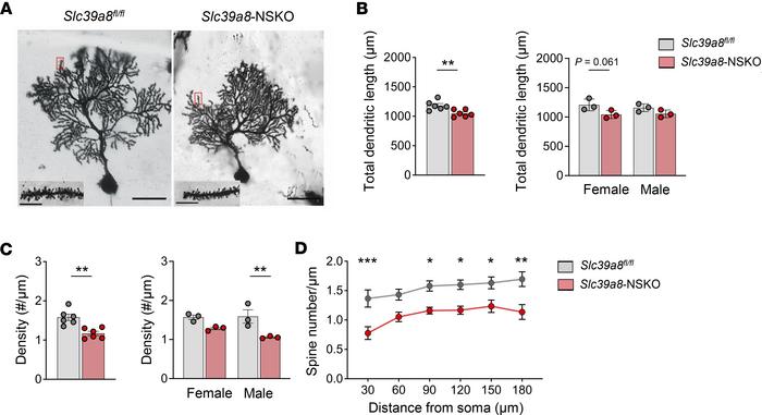 Impaired dendritic arborization of PCs in Slc39a8-NSKO cerebellum.
(A) R...