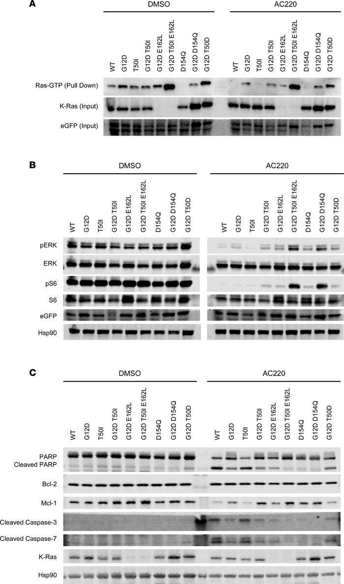 Biochemical analysis of MOLM-13 KRASKO clone 24 cells showing variable e...