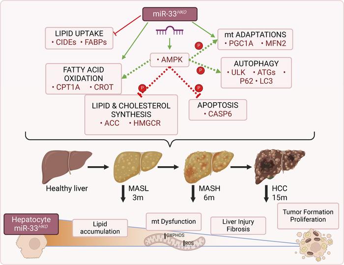 Schematic representation of probable miR-33 mechanisms of action