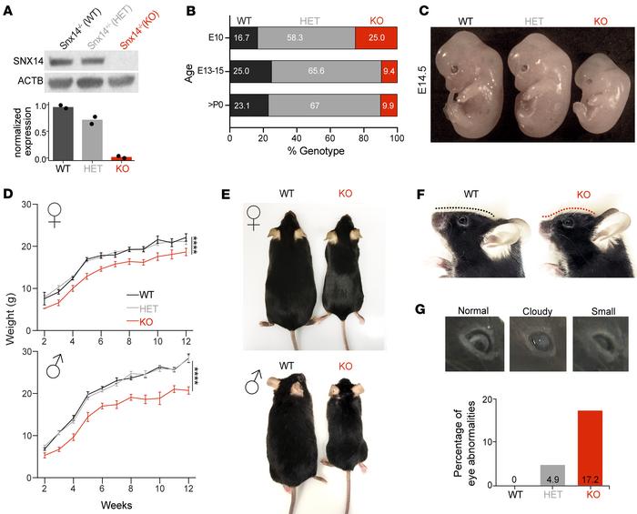 SNX14-deficient mice show developmental delay and atypical facial featur...