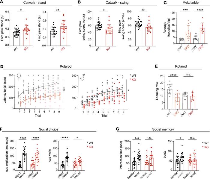 SNX14 deficiency in mice recapitulates motor and behavioral deficits of ...
