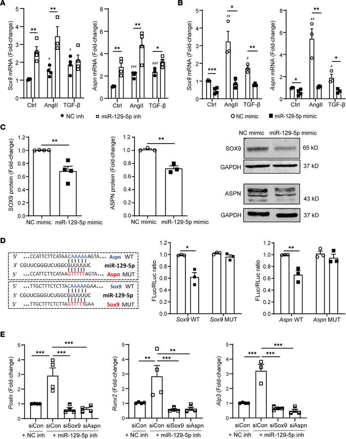 SOX9 and ASPN are direct targets of miR–129-5p.
(A) AngII- and TGF-β–ind...