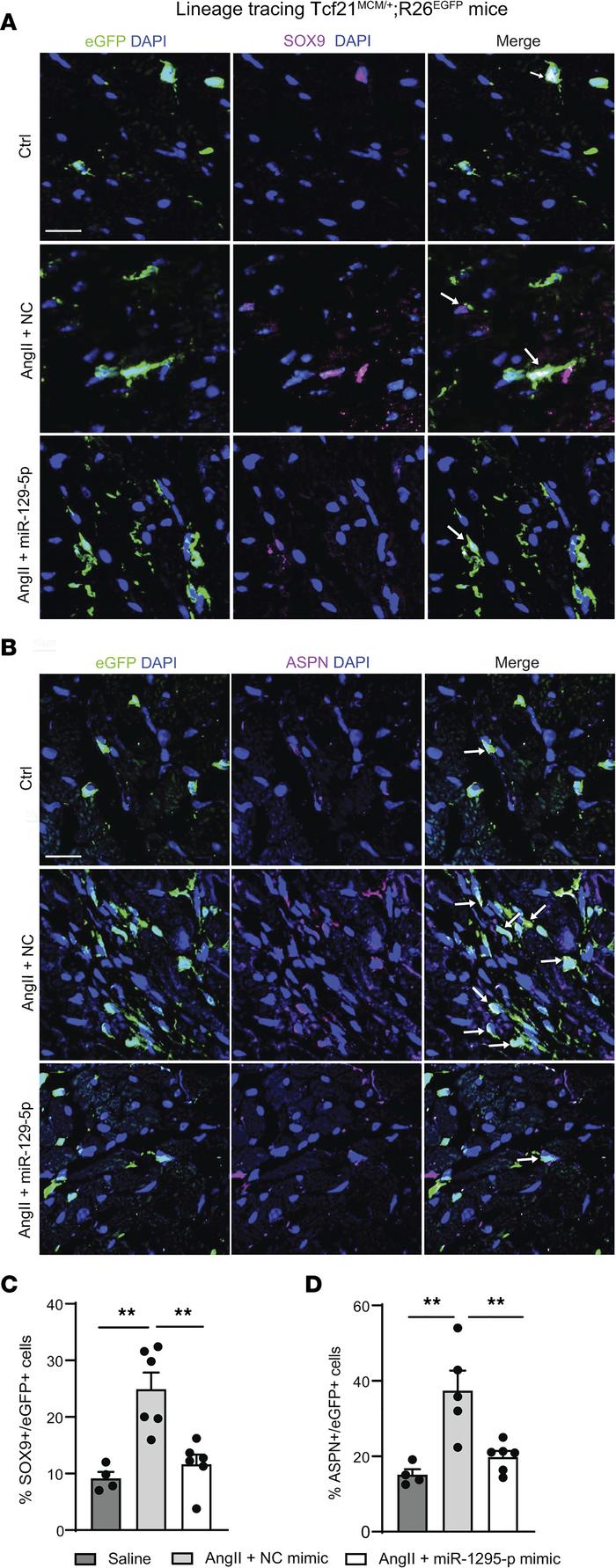 miR–129-5p rescues AngII-induced Sox9 and Aspn expression in CF in vivo....
