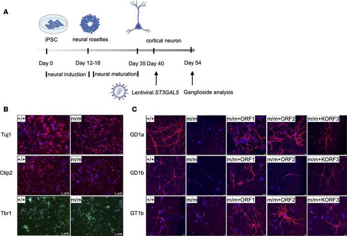 
ST3GAL5 replacement restores gangliosides production in iPSC-derived co...
