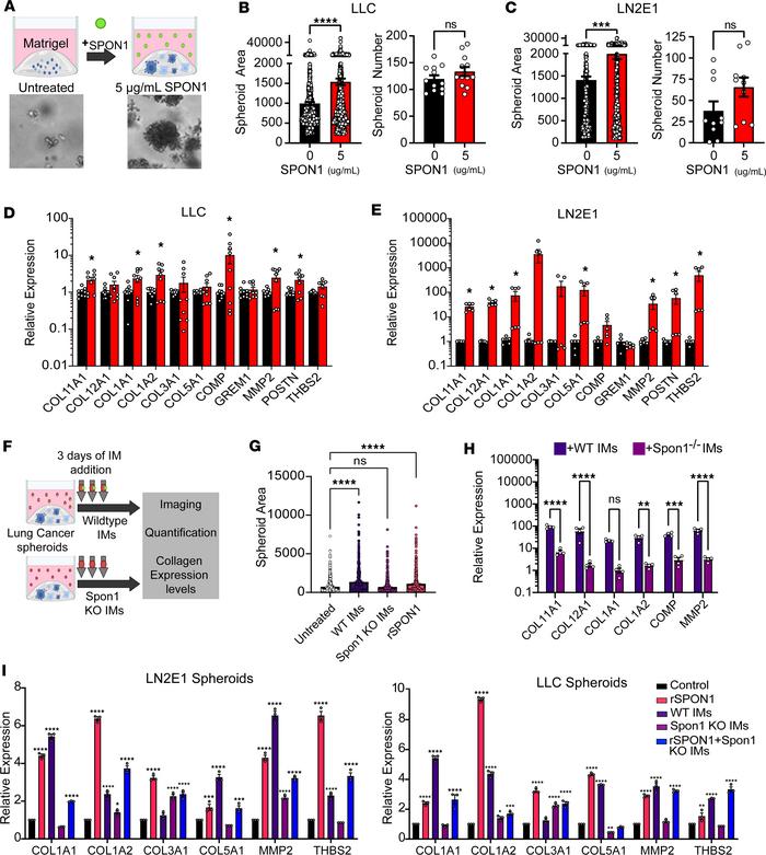 Spon1 increases fibrillar collagen and collagen remodeling gene expressi...