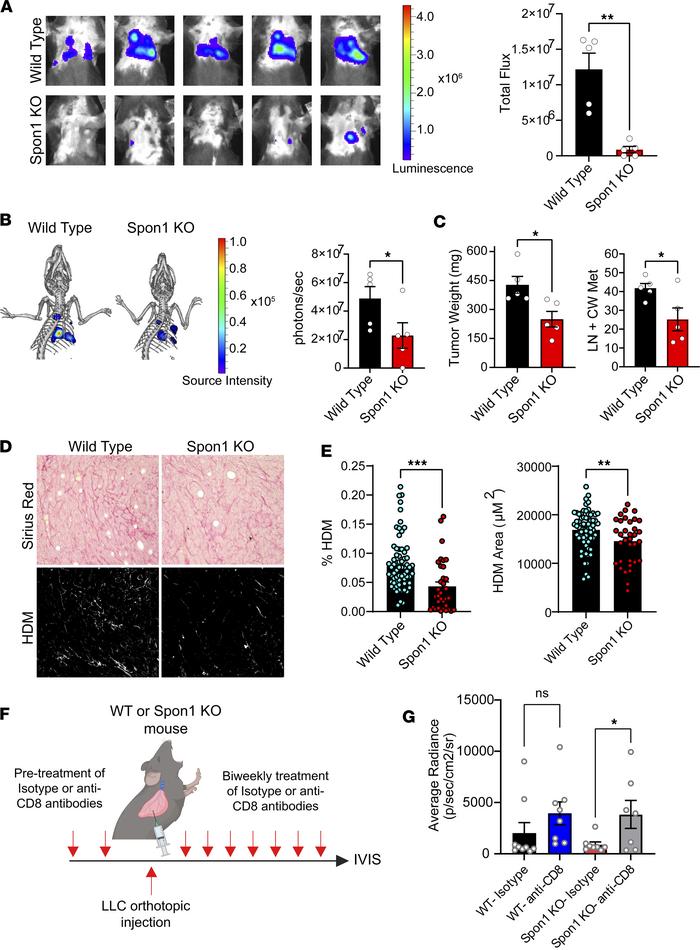 Reduced tumor formation and collagen production in the absence of Spon1....