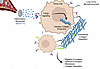 Schematic of Spon1hi TIMs altering the LUSC TME.