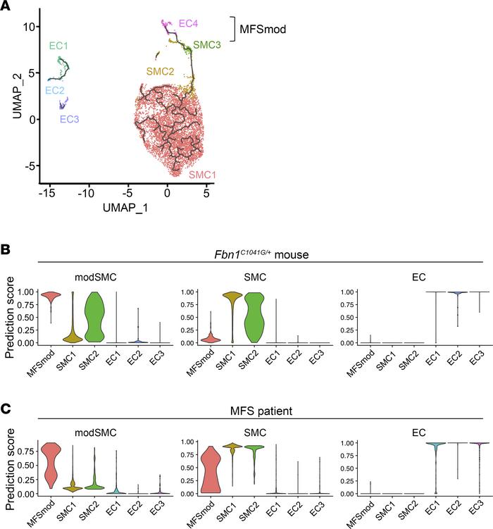 Transcriptomic similarities between modulated aortic cells in MFS mice a...
