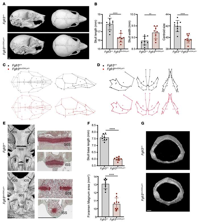 
Fgfr3Asn534Lys/+ mice exhibit craniofacial anomalies.
(A) Representativ...