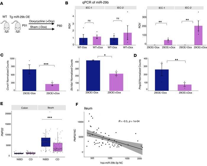 Upregulation of miR-29b is associated with loss of PMP22 in both mouse a...