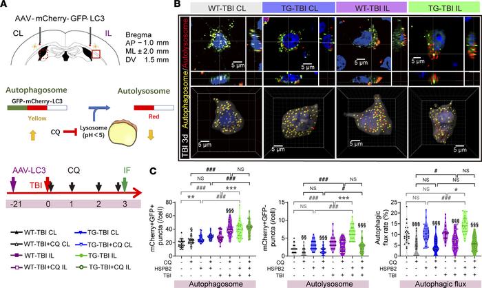 HSPB2 significantly promotes autophagic flux following TBI.
(A) Illustra...
