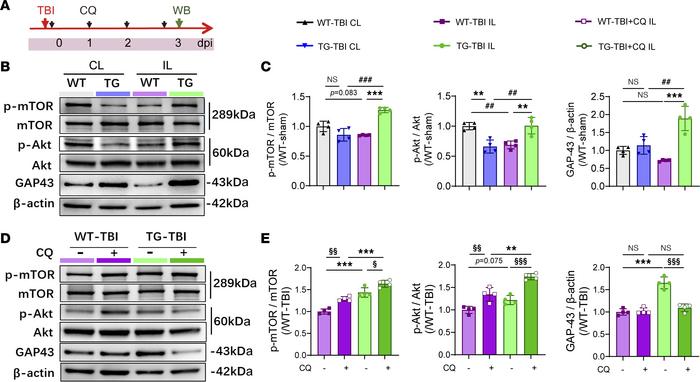 Changes in Akt, mTOR, and GAP43 following TBI with HSPB2 overexpression ...