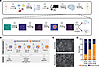 Establishing DHM-based single-cell phenotyping to detect tumor cell differe