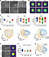 DHM-based identification of TGF-β– and genetically induced EMT.
