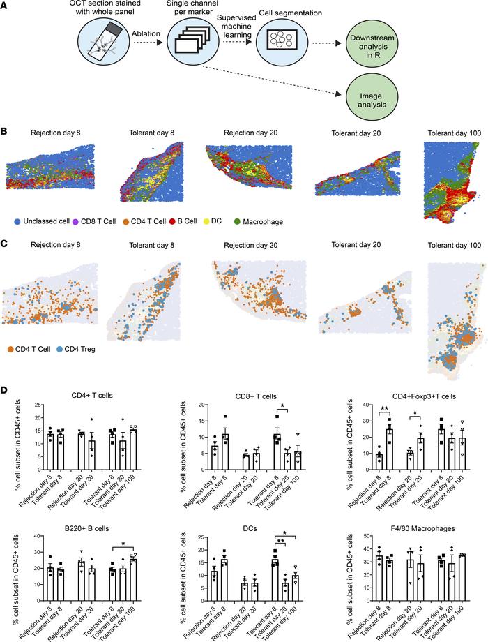Immune cell classification in the graft site shows expanded Tregs within...