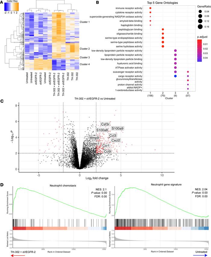 Combination TH-302 and αVEGFR-2 treated tumors are enriched with a neutr...