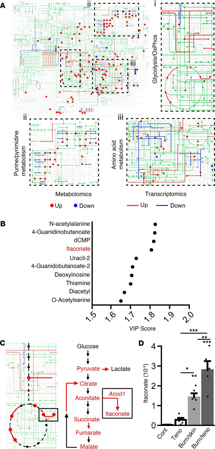 Metabolic analysis shows itaconate accumulation following burn/tenotomy....