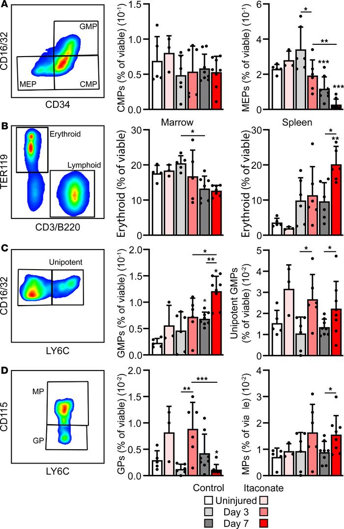 Treatment with exogenous itaconate alters bone marrow hematopoiesis.
(A)...