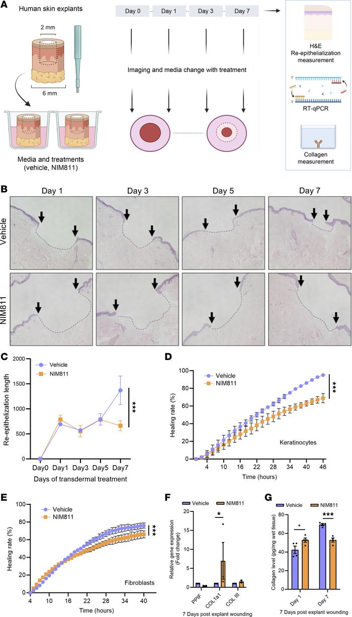 Cyclophilin D inhibition impairs human skin explant wound reepithelializ...