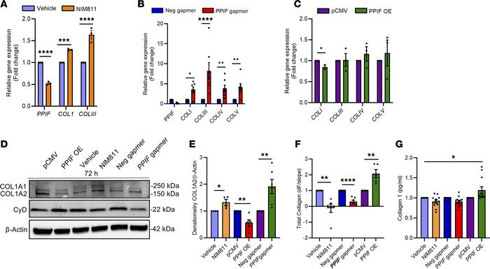 Cyclophilin D levels affect collagen synthesis and secretion in human de...