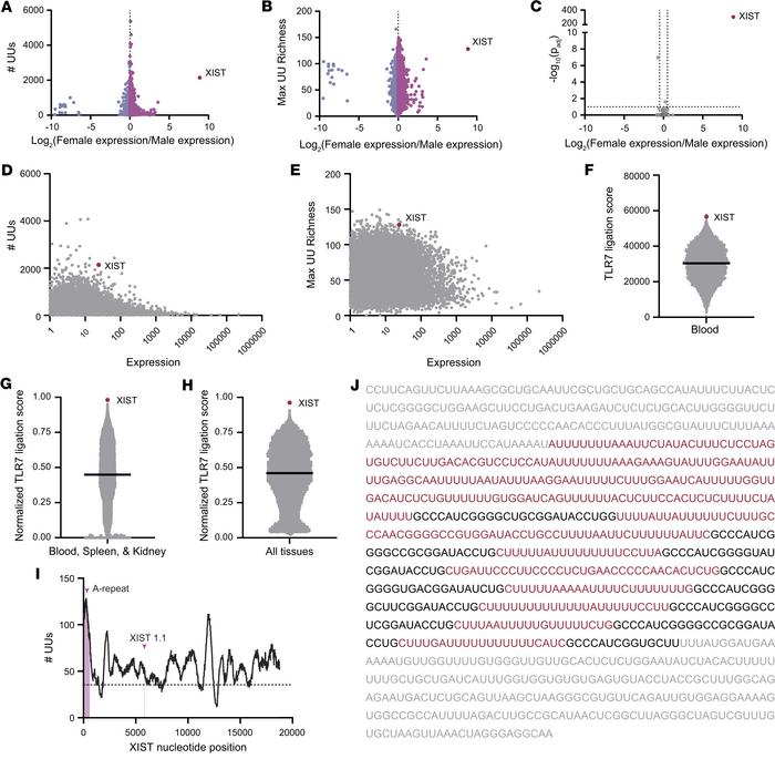 XIST is a sex-biased source of putative TLR7 ligands.
(A) Dot plot showi...