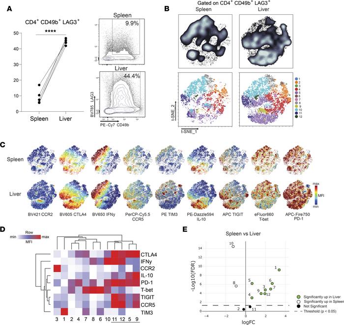 Development of coinhibitory receptor–rich CD4+ T cells in the liver duri...