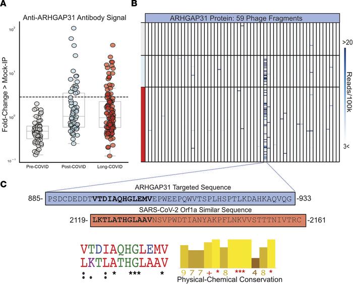 Post-COVID anti-ARHGAP31 autoreactivities target a specific region with ...