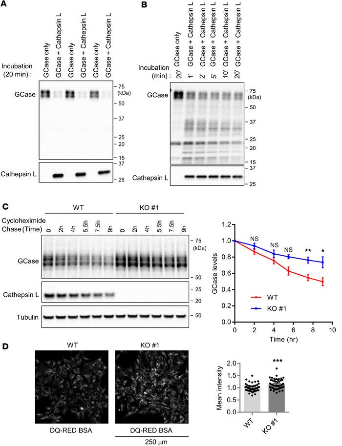 GCase protein stability and lysosomal proteolysis in cathepsin L–KO cell...