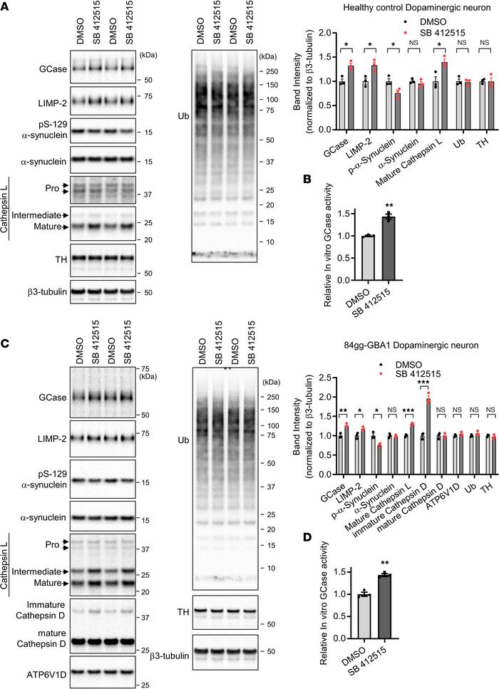 Chemical inhibition of cathepsin L increases GCase levels and reduces pS...