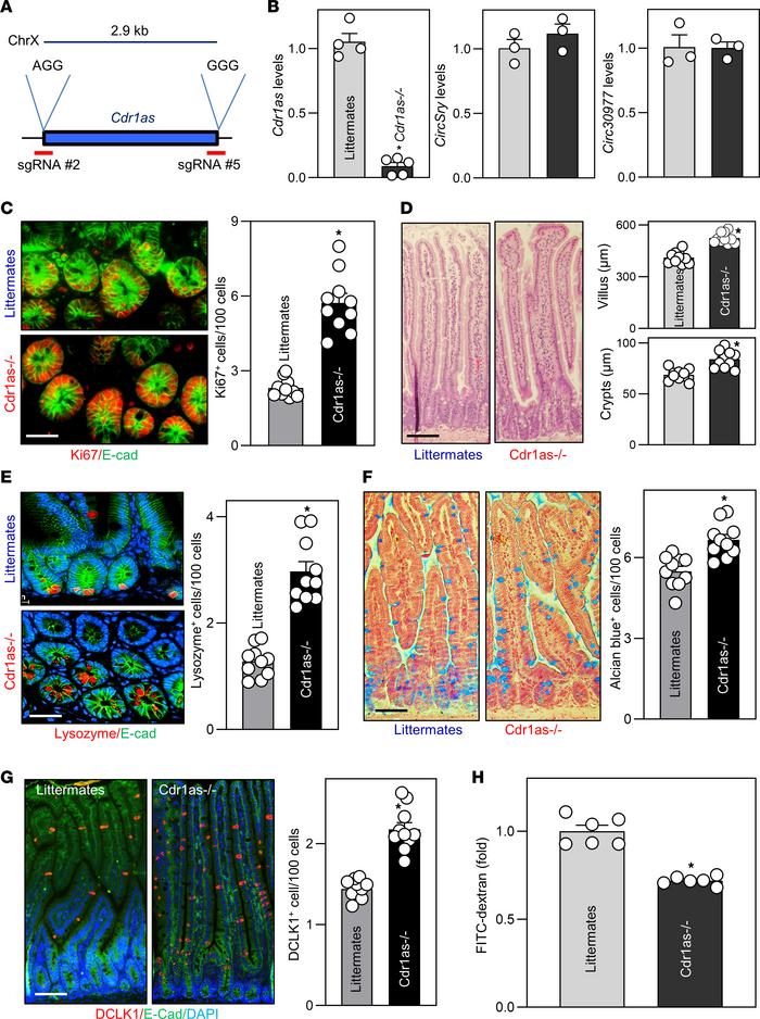 Targeted deletion of the Cdr1as locus by CRISPR/Cas9 promotes renewal of...