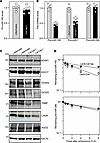 Cdr1as regulates miRNA biogenesis and stabilizes pre-miR-195 transcripts.