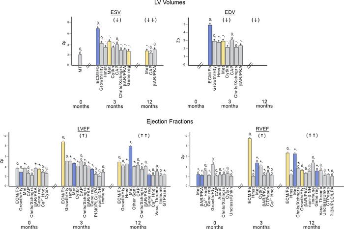 Temporal pattern of mRNA abundance-ventricular function and structure ph...