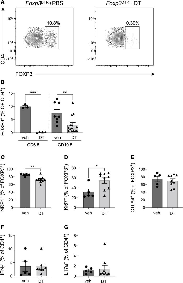 Effect of DT administration to Foxp3DTR mice in the peri-implantation pe...