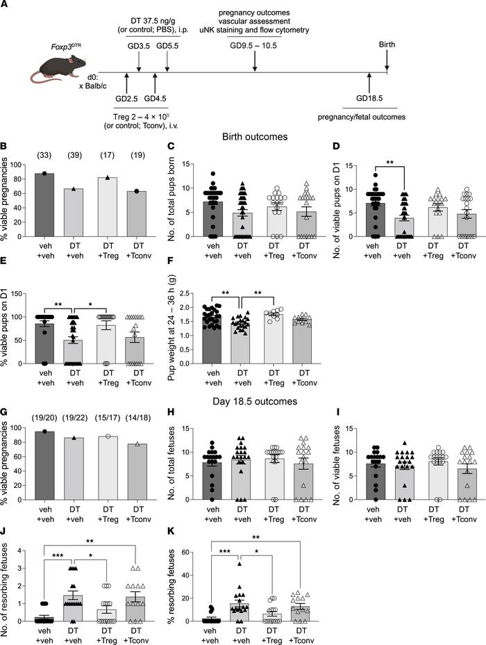Treg cell depletion in the peri-implantation period results in reduced l...