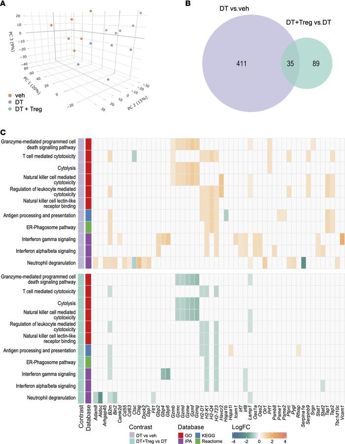 Treg cell depletion causes a perturbation in decidual transcription prof...