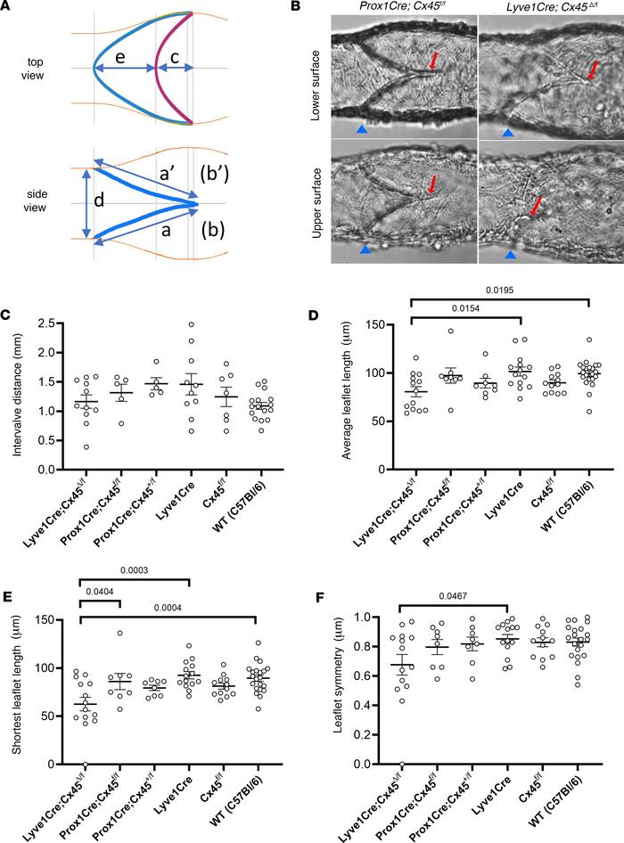 Valve dimension measurements made under bright-field microscopy during f...