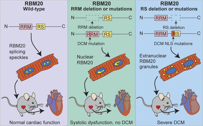 JCI Insight - Disruption of the nuclear localization signal in RBM20 is ...
