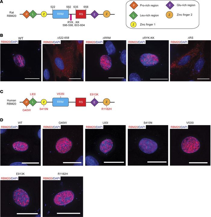 Deletion of the RS domain, but not the RRM, disrupts RBM20 nuclear local...