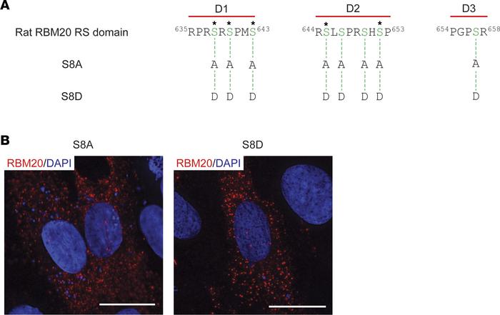 Replacement of phosphorylatable Ser residues in the RBM20 RS domain with...