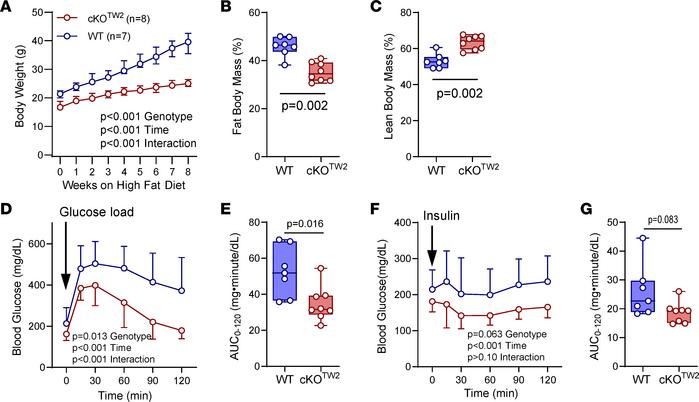 
Gja1 ablation in mesenchymal lineage cells is partially protective agai...