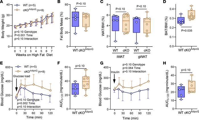 
Gja1 ablation in adipocytic cells does not affect diet-induced obesity ...