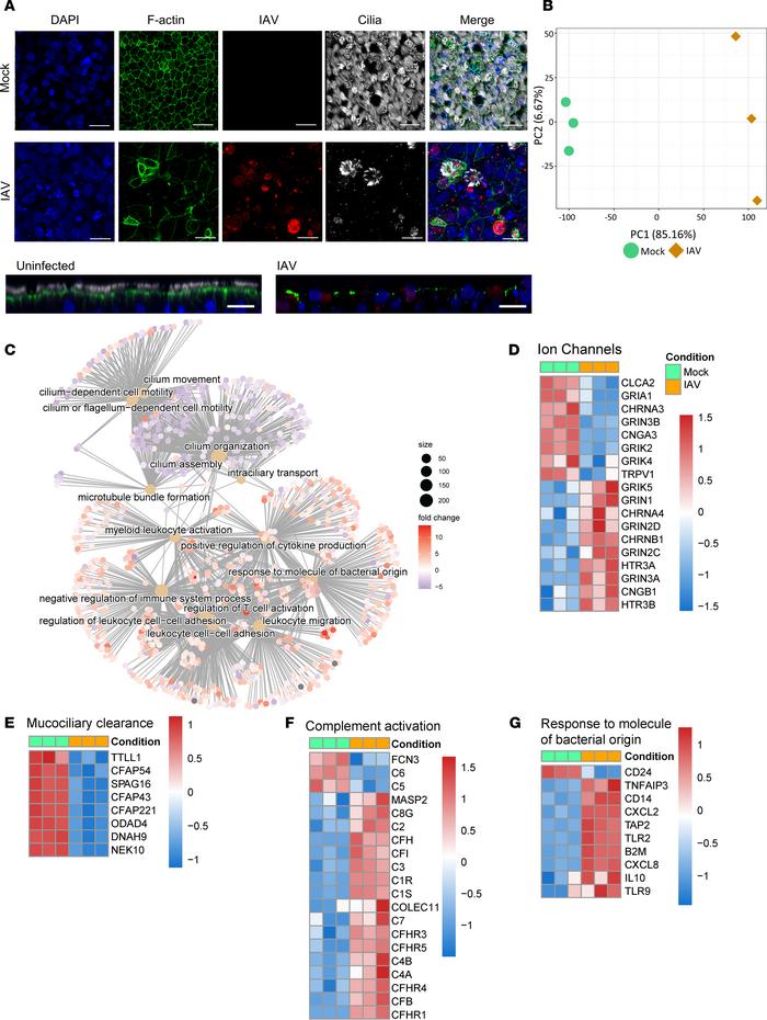 IAV profoundly alters the airway epithelium.
HBECs were infected with 10...