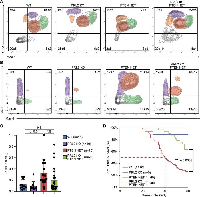 PRL2 deletion significantly delays AML progression in PTEN HET animals a...