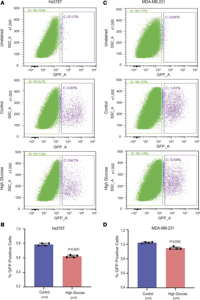 Hyperglycemia impairs DNA repair capacity in breast cancer cells.
(A–D) ...