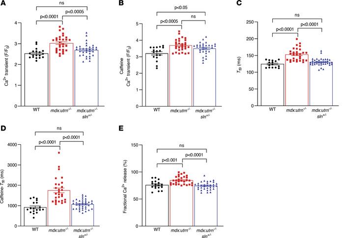 SR Ca2+ handling is improved in cardiomyocytes from mdx:utrn–/–:sln+/– m...