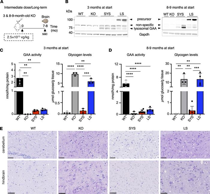 Systemic gene transfer restores glycogen accumulation to normal levels i...