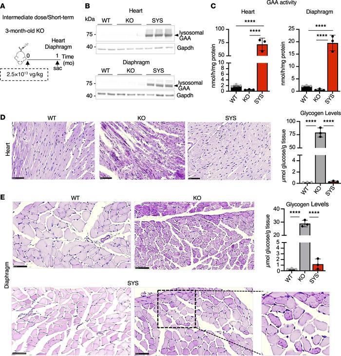 Systemic gene transfer rescues cardiac and diaphragmatic pathology after...