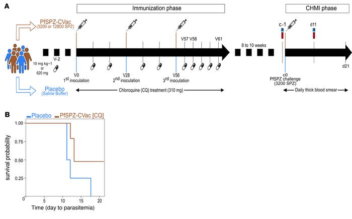 TüCHMI trial and outcome.
(A) Healthy volunteers included in the trial w...