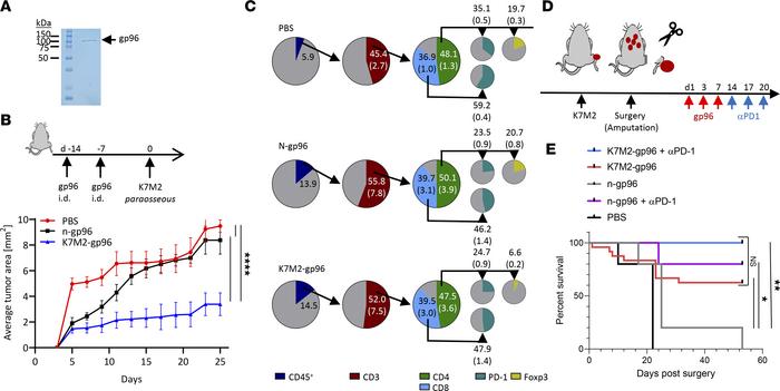 Gp96 primes T cell responses that mediate rejection of antigenic bone me...